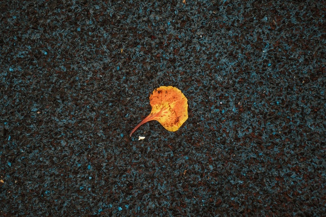 International trade and travel means there are more opportunities than ever for plant pests and diseases to move around the world. 
What #PlantHealth problems might UK gardeners need to contend with in future? (thread)
#PlantHealthWeek @DefraGov #IYPH2020