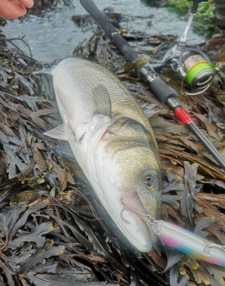 Wet a line at the weekend with the bro. 20 bass between us, all off the top and both went in over our waders👍. #basslurefishing #ukbassfishing #tenryu #daiwa #certate #xorus #lurefishing