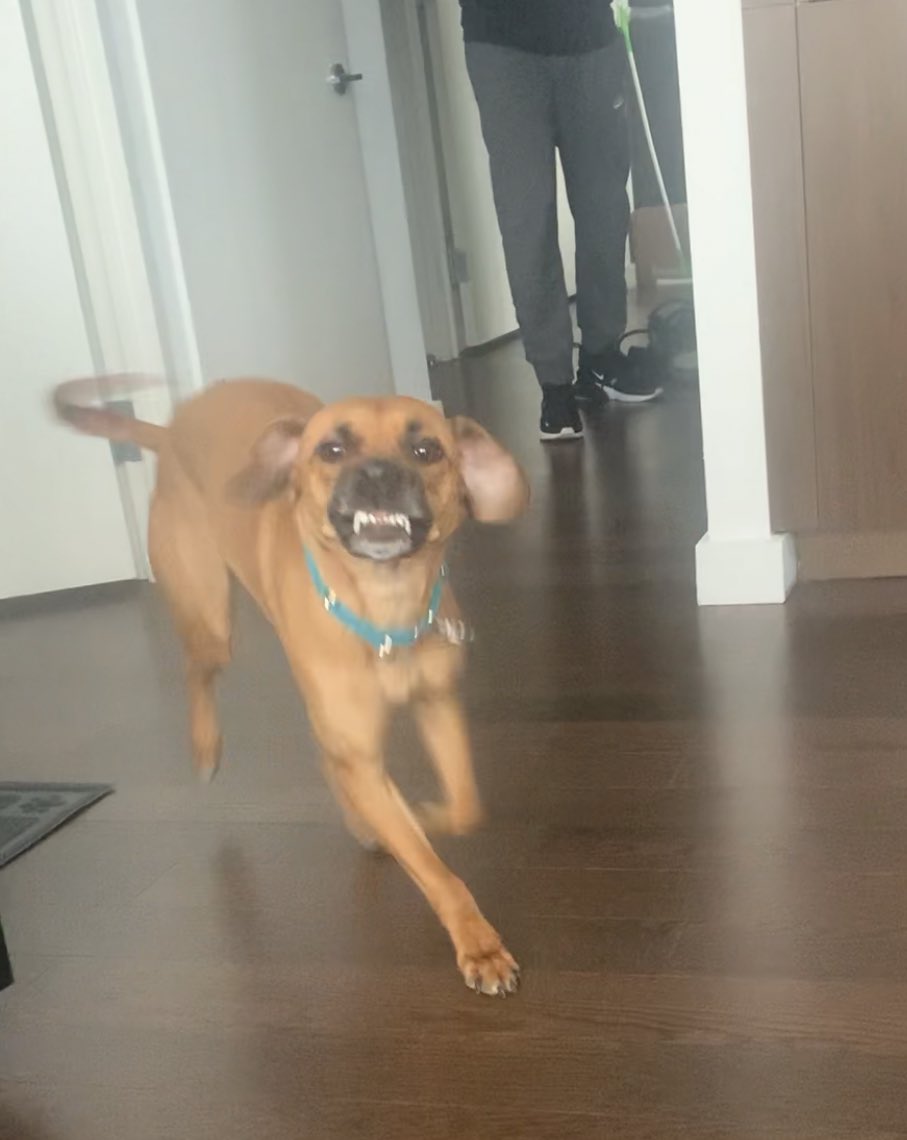 hmcclelland2's tweet photo. I agree with @RyanSeacrest Georgia is smiling @KellyRipa  Here’s our Chewie smiling as well @LiveKellyRyan https://t.co/sZB3MpChuu