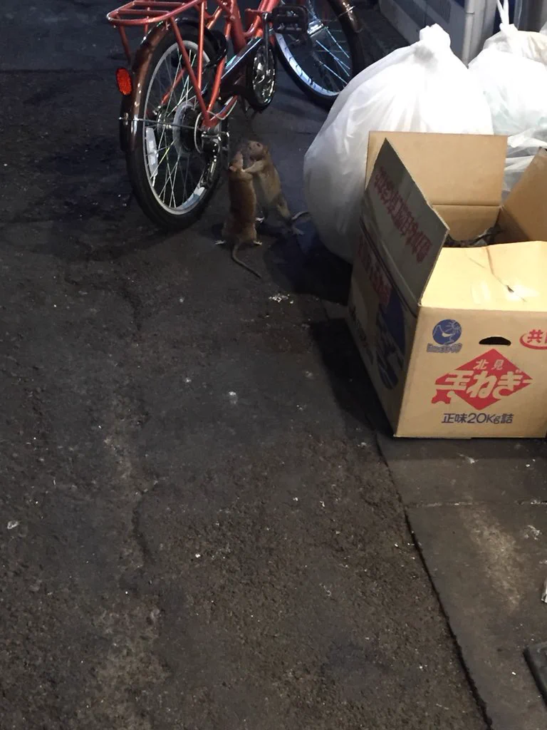 深夜2時の新宿歌舞伎町！ネズミも取っ組み合いの喧嘩をする！