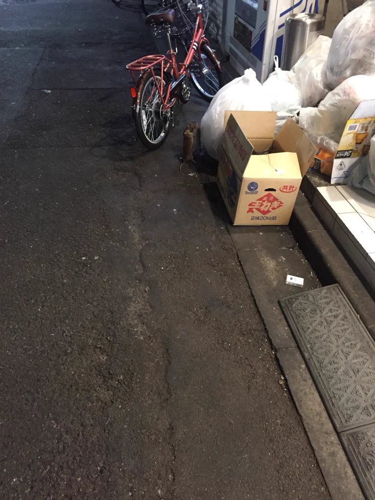 深夜2時の新宿歌舞伎町！ネズミも取っ組み合いの喧嘩をする！