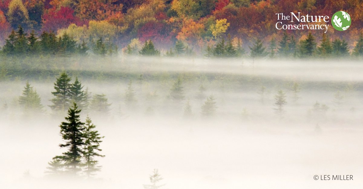 nature_org's tweet image. 🌲NEW TREE-SEARCH: Letting forests regrow naturally could potentially absorb the equivalent of 1/4 of fossil fuel emissions from the atmosphere every year. nature.ly/3cqHBXS #ClimateWeekNYC #NatureNow