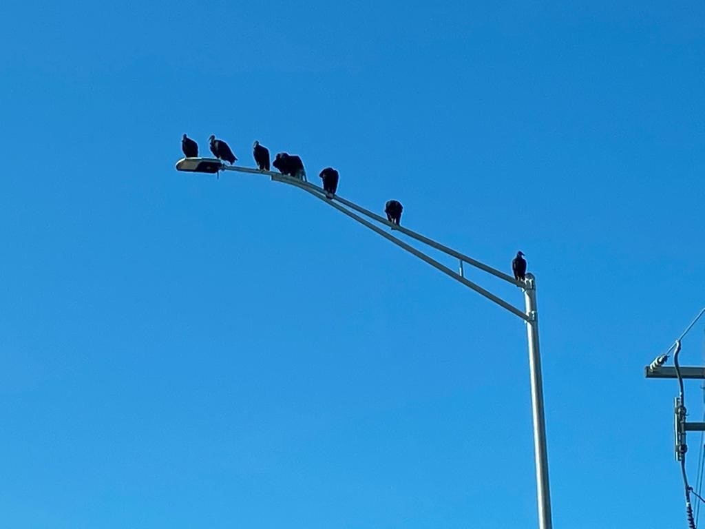 ApolloMetro's tweet image. Even birds like our street lights #LED #streetlight ow.ly/cjas50Bhmdm