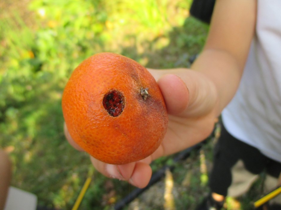 ClassEngland's tweet photo. England Class went on a field trip to the pond to find evidence of animals, here is what we found! #forestschool https://t.co/UhSf6wsHyQ