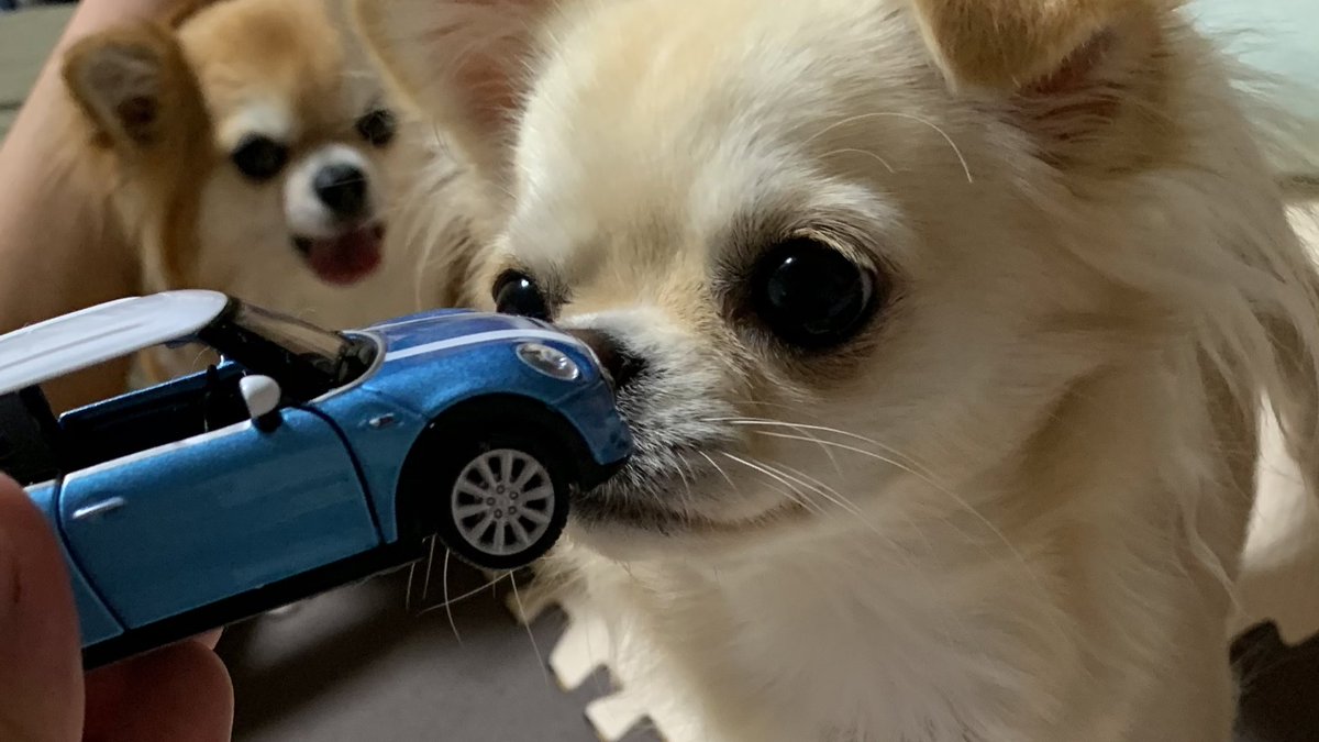 291yuta's tweet photo. MINI COOPER Sをくんくんしてるココちゃん💕
#MINI
#MINICOOPER
#COOPER
#MINICOOPERS
#COOPERS
#MINICOOPER3Door
#COOPER3Door
#DogswithMINI
#MINIDogs https://t.co/qXrew6odEB