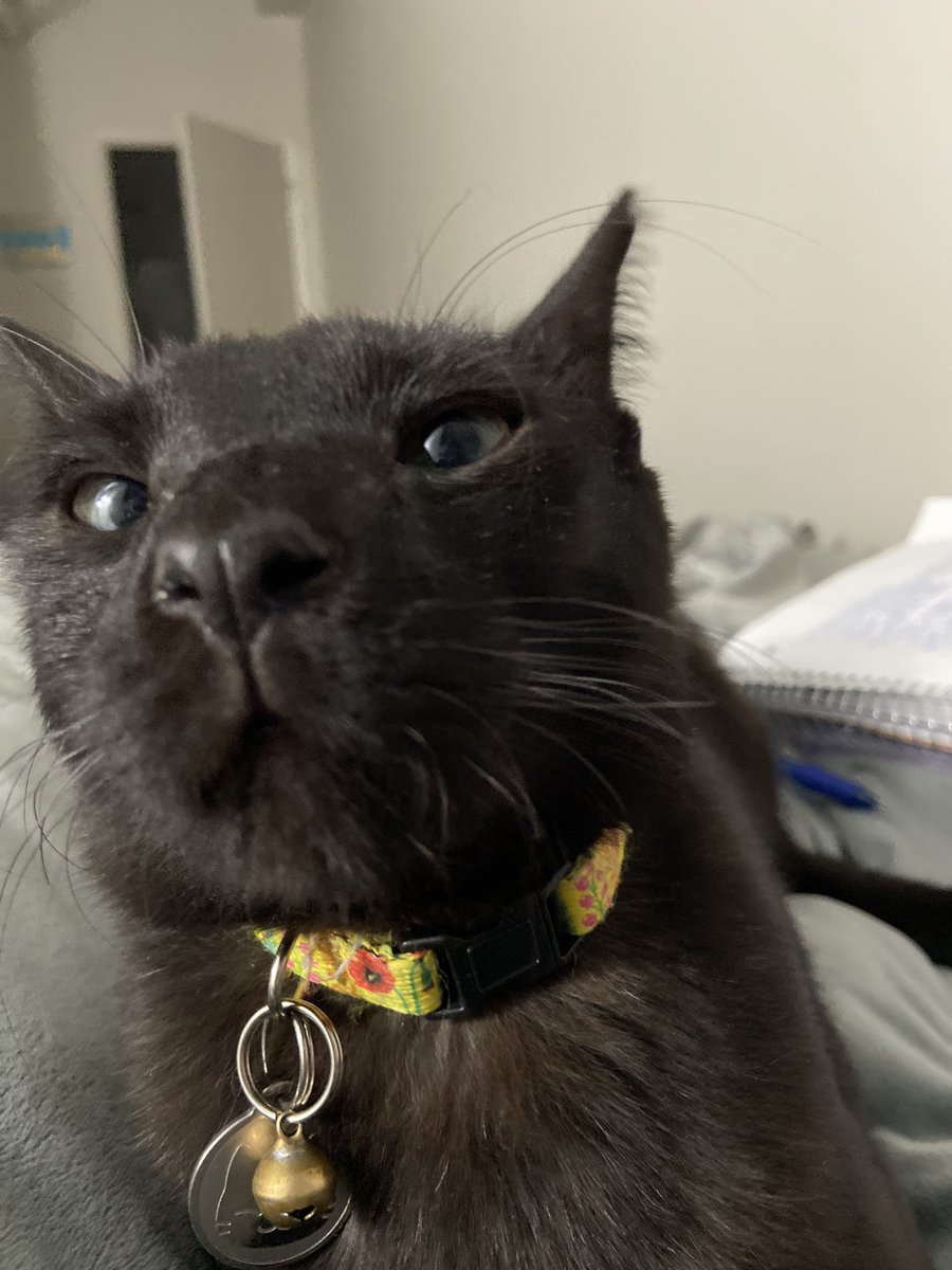 anna_packk's tweet image. my cat is so cute in person but like extremely not photogenic and I just don’t understand