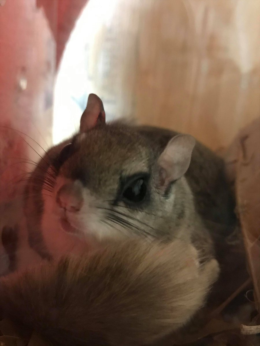 VLMuseum's tweet photo. Our flying squirrels have a new exhibit! Flying squirrels are nocturnal, and feed on nuts, acorns, berries, seeds, flowers, mushrooms, and insects. Fun fact: flying squirrels do not fly; they glide. #valivingmuseum https://t.co/2laYoYwr1J