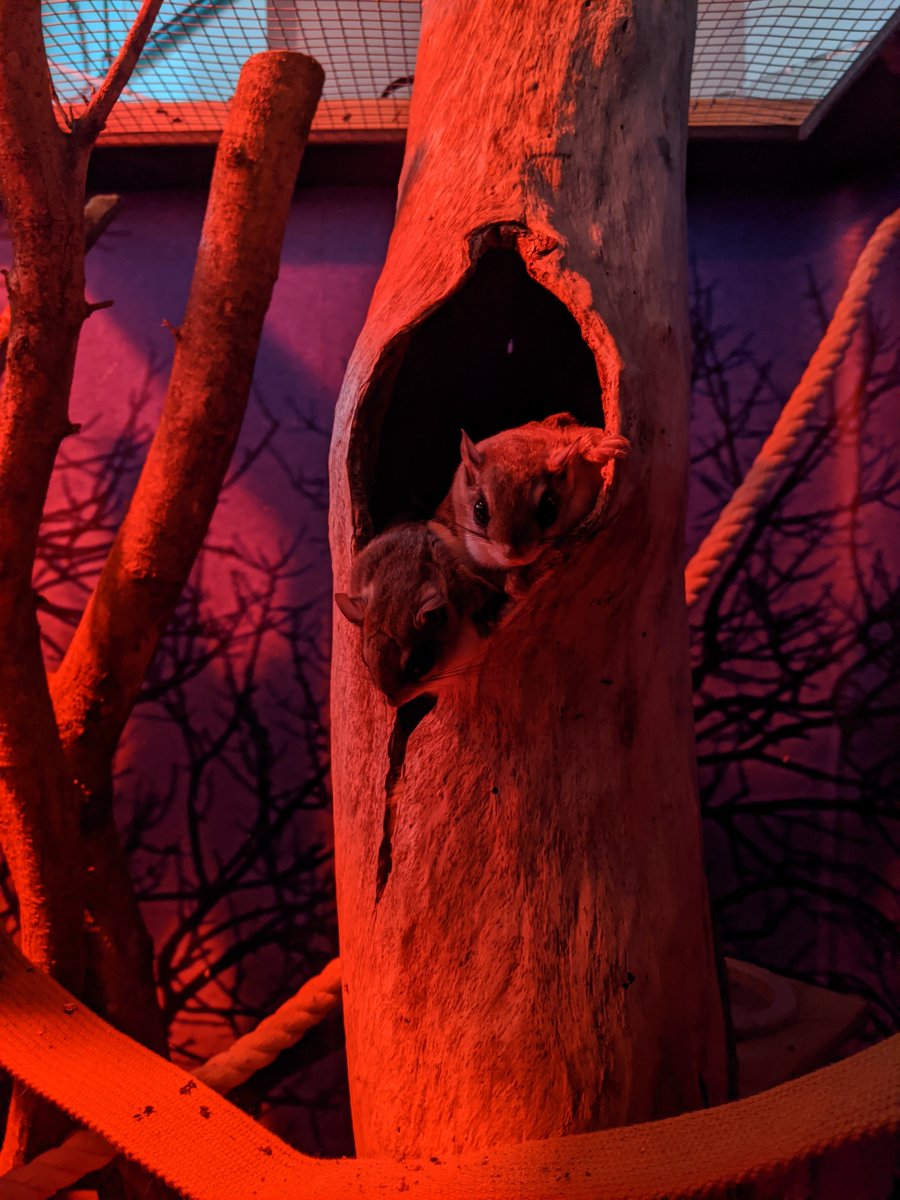 VLMuseum's tweet photo. Our flying squirrels have a new exhibit! Flying squirrels are nocturnal, and feed on nuts, acorns, berries, seeds, flowers, mushrooms, and insects. Fun fact: flying squirrels do not fly; they glide. #valivingmuseum https://t.co/2laYoYwr1J