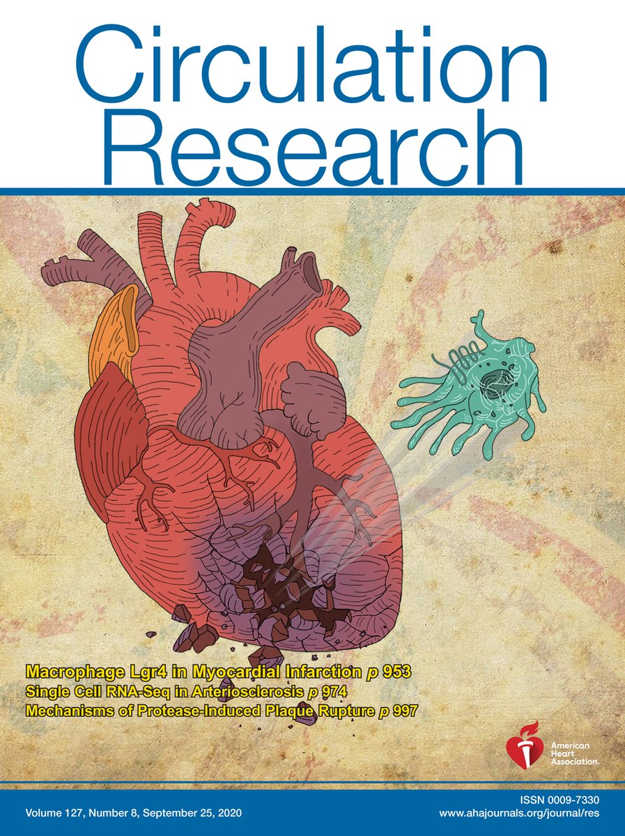 CircRes's tweet photo. @CircRes September 25th Issue is Out!
About the cover: An illustration of #macrophages expressing high levels of #Lgr4 causing #CardiacRupture in the #ischemic area (i.e infarct) following #MyocardialInfarction https://t.co/6gqTTR9fP7
Image provided by Drs. Huang and Yan https://t.co/TAFWXQ7PjT