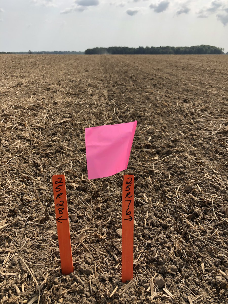 Pioneer wheat 🌾 plot today with the #wheatkings @Densteener <a href="/milk_4_life/">Marcel Steen</a> <a href="/steenholldairy/">Remko Steen</a>. 2 new varieties to watch for 2021. 25R28 and 25R76. <a href="/PioneerSeedsCA/">Pioneer Seeds Canada</a> <a href="/BradMacpherson2/">Brad Macpherson</a>