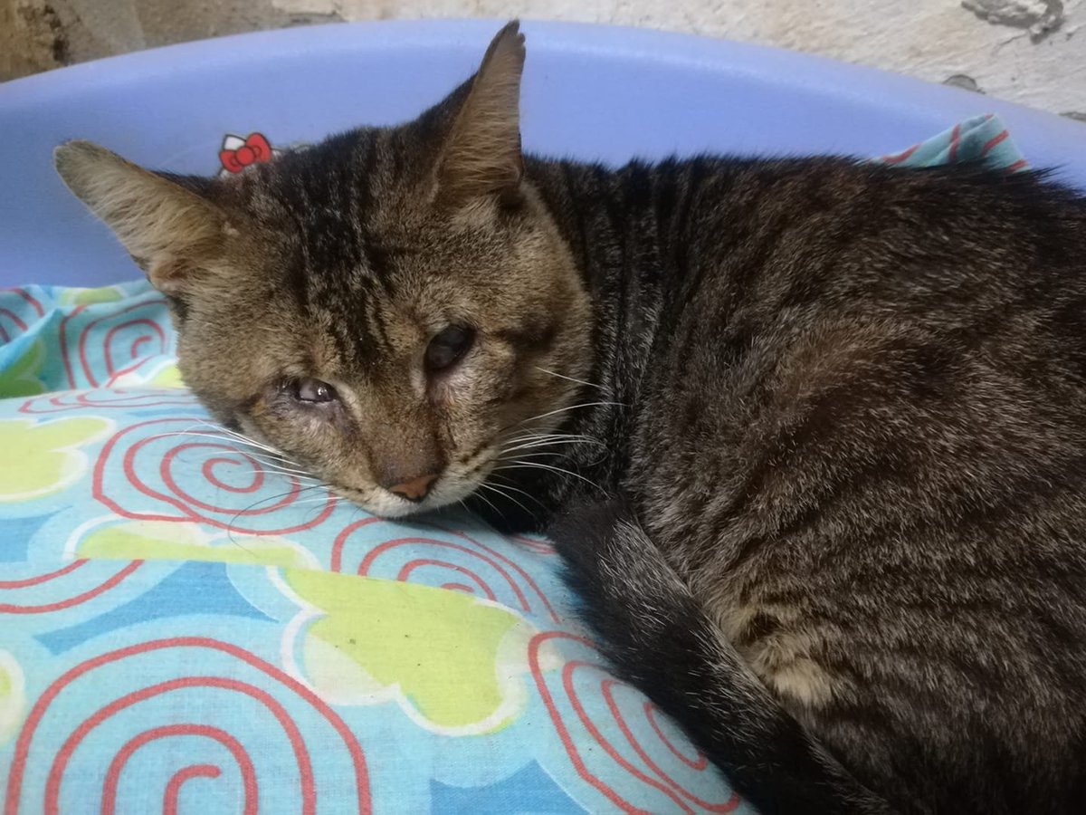 siviaromera1's tweet photo. CHICLANA CADIZ
Ni una sola persona se interesó en adoptarlo por ser ciego 😢no es una pena esto?
Si hay alguien con corazón por ahí que quiera darle una oportunidad wasap 609800792 por favor
Adopta o comparte
puede viajar https://t.co/qI5ZLeptn7