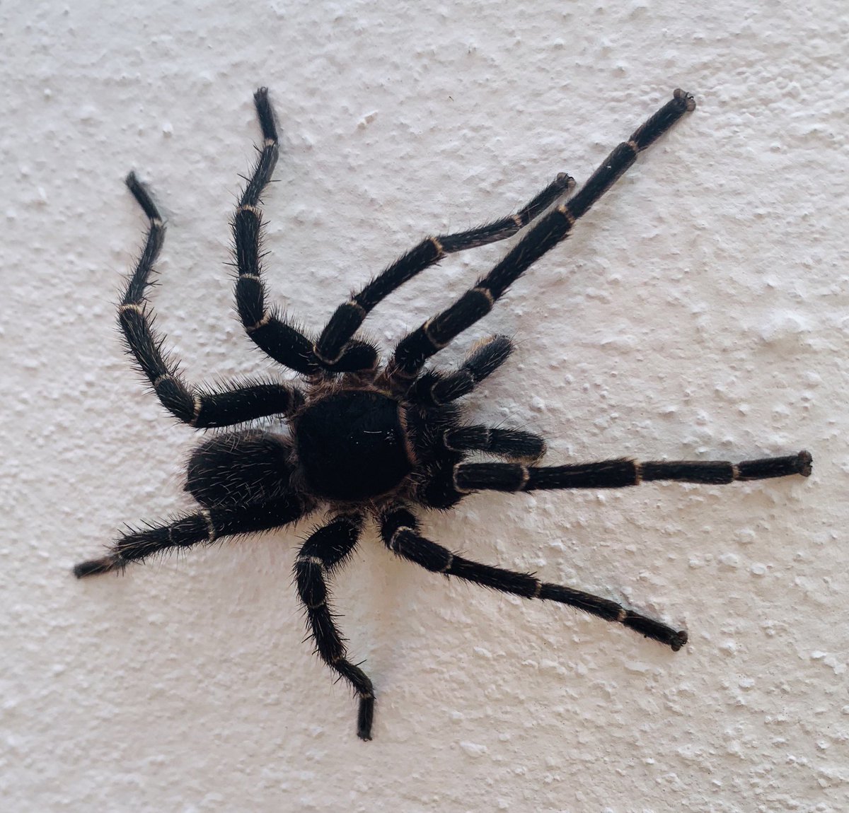 Atabey (@atabey02837841) on Twitter photo 