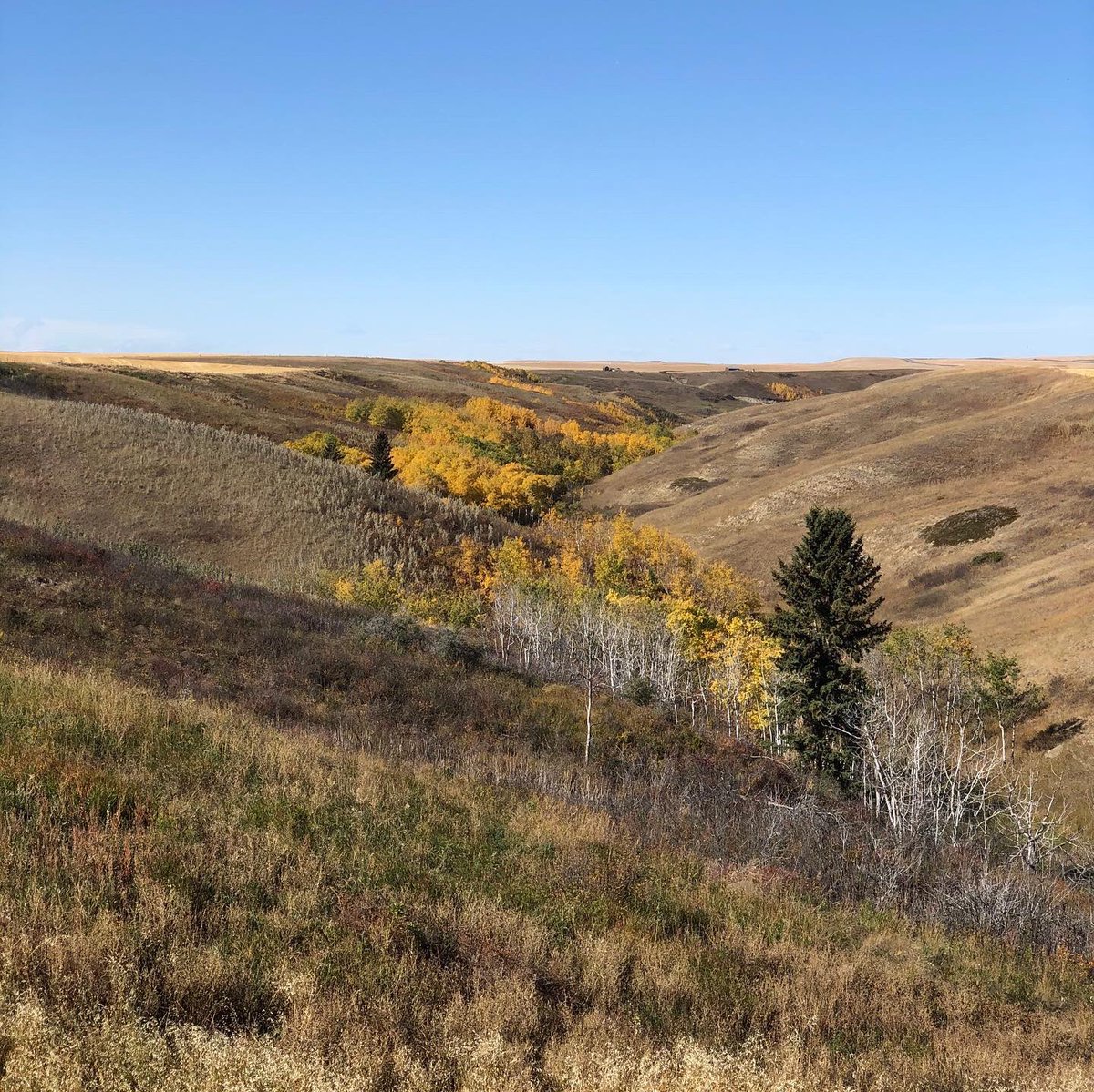 CropBell's tweet photo. View from my office window today!!! #fall #harvest20 #geterdone https://t.co/bG3SX5k6rJ