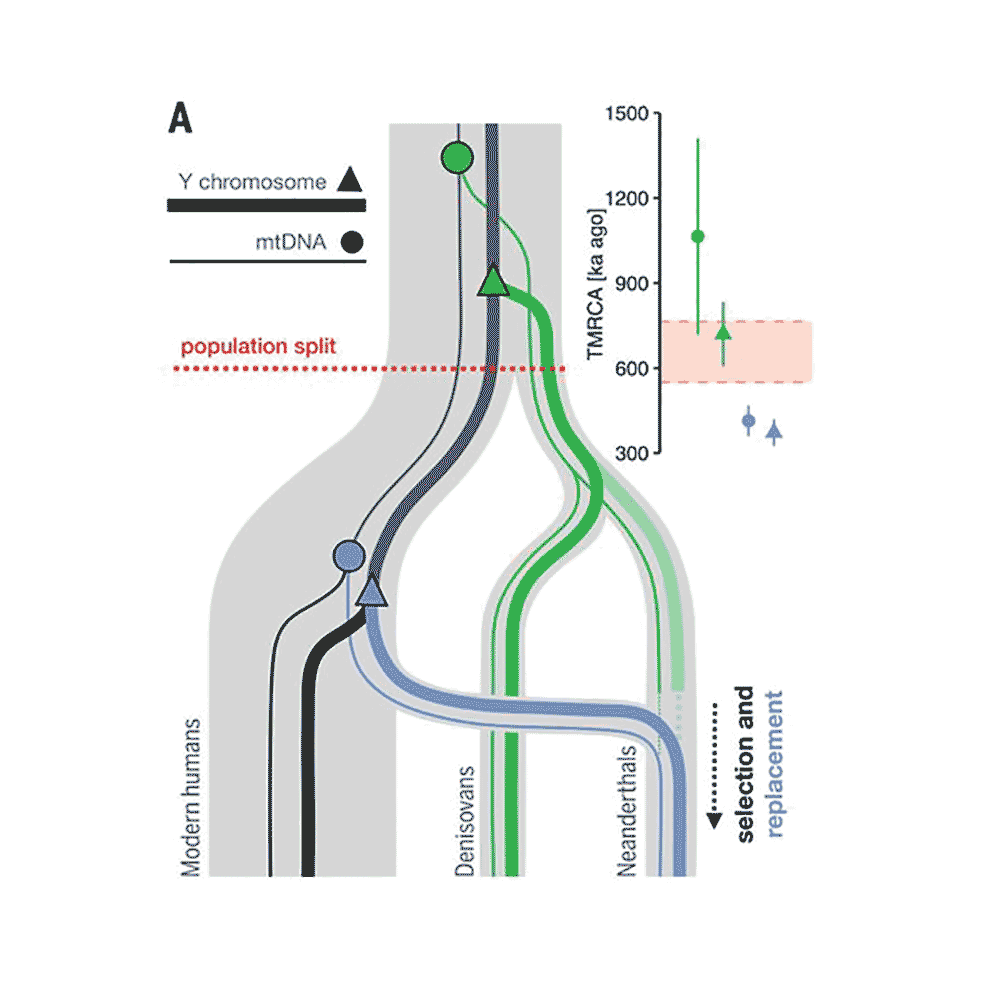 Love to see this new work from  @fleventy5  @jfkelso  @maxplanckpress outlining Neandertal and Denisovan Y chromosomes. New evidence of genetic mixture of Neandertals and third population closer to today's people.  @ScienceMagazine https://science.sciencemag.org/content/369/6511/1653
