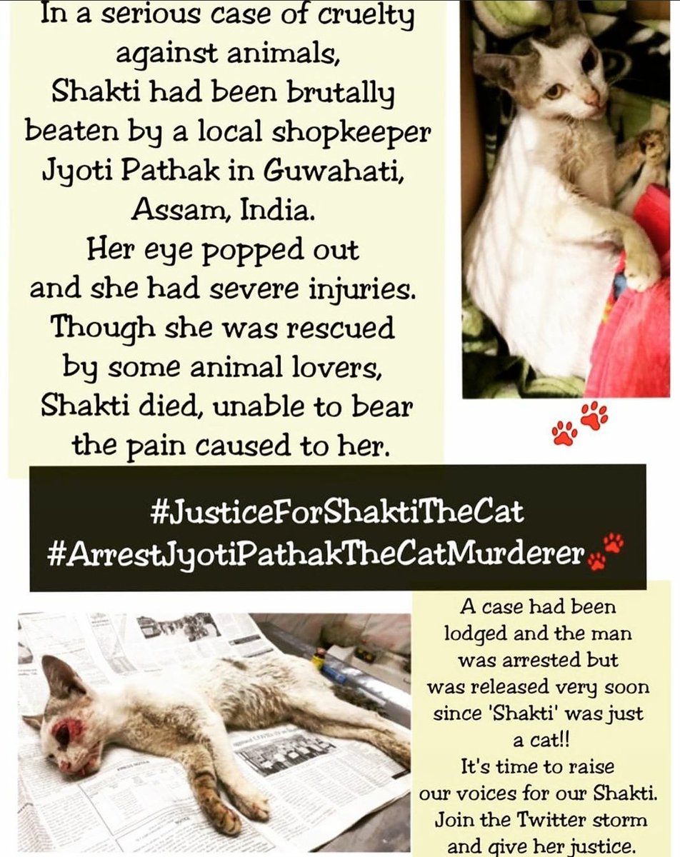 IamRajnishDutta's tweet photo. #JusticeForShaktiTheCat
#ArrestJyotiPathakTheMurderer 
#ArrestJyotiPathakTheCatMurderer https://t.co/9iTGS5qCCe