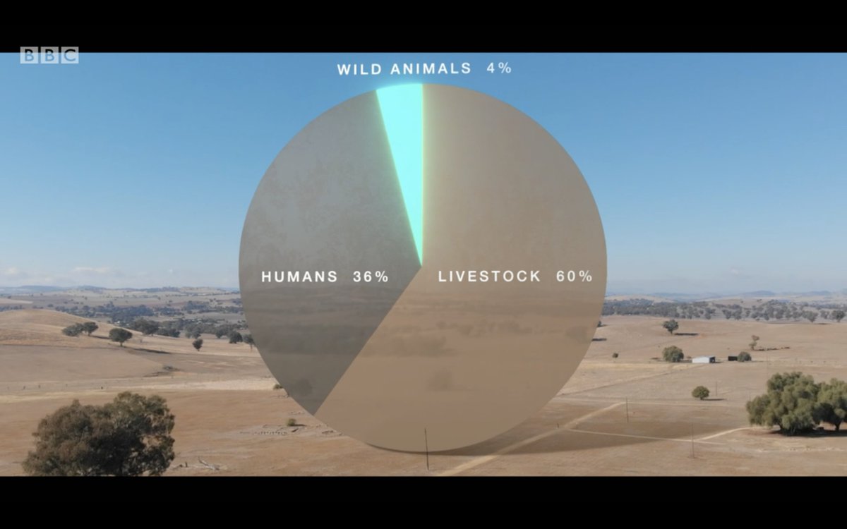 Total mass of mammals on Earth. Crazy 🙁