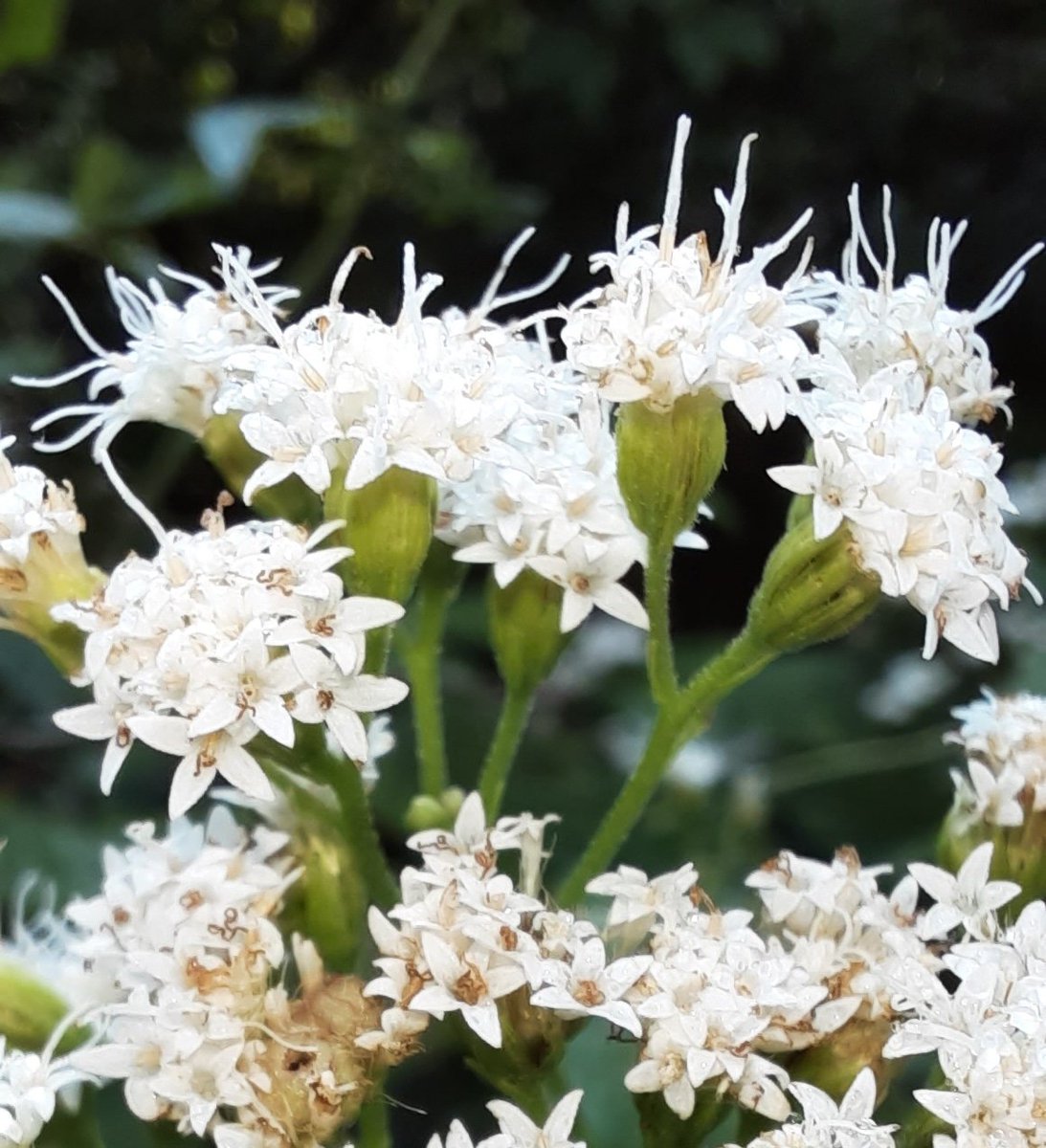 zombiegardening's tweet image. White snakeroot (Ageratina altissima) is in full bloom. Their tiny white flowers are quite beautiful up close.

#chicago #gardening #botanybasics #ZombieGardening 
#chicagoauthors #chicagogardeners #herb #herbalist #flower #peaceful #beauty #plantbased #bloom #walkingwednesday