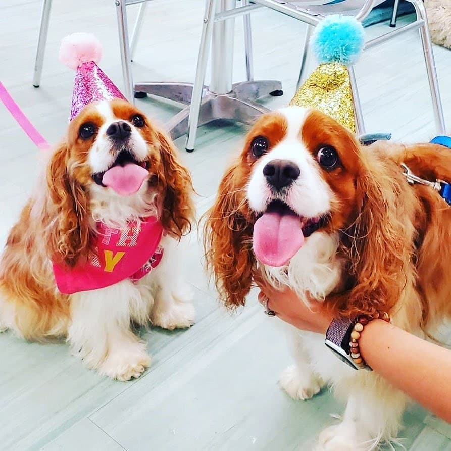 Your furry friend deserves a tasty treat this summer. Stop by to try The Original Doggy Ice Cream Bar at Salty Paws.☀️We know they’ll thank you for it.
Book today: bit.ly/WorkFromHotelD…🤗Cute Pic Credit- <a href="/saltypawsrb/">Salty Paws Rehoboth Beach</a> — in Rehoboth Beach, Delaware.