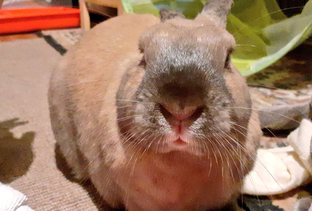 Sammyjwilliams3's tweet photo. @OwlBeSatReading Oh erm maybe not then 🤦‍♀️ All butterflies and daisies in my world 
Kisses from my bunny x https://t.co/ugd2mtqNhd