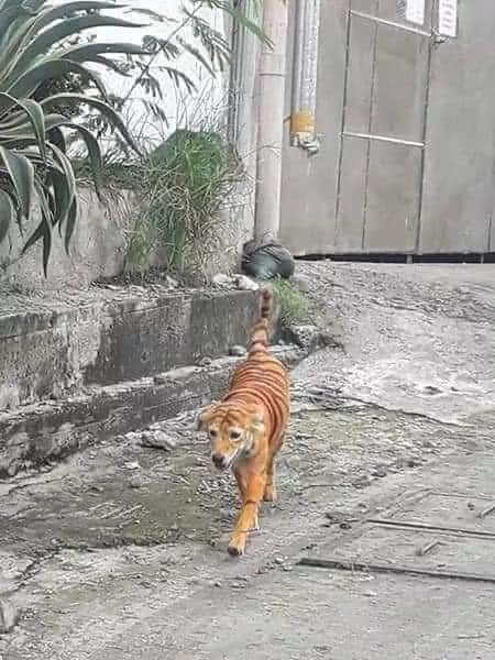 Metalheadlml's tweet photo. ⚠️Urge localizar al dueño de este Perro⚠️

Para partirle su madre ¡Corrí 3km cuando lo vi y me correteo!🐯🤣 https://t.co/9dkaulBQgD