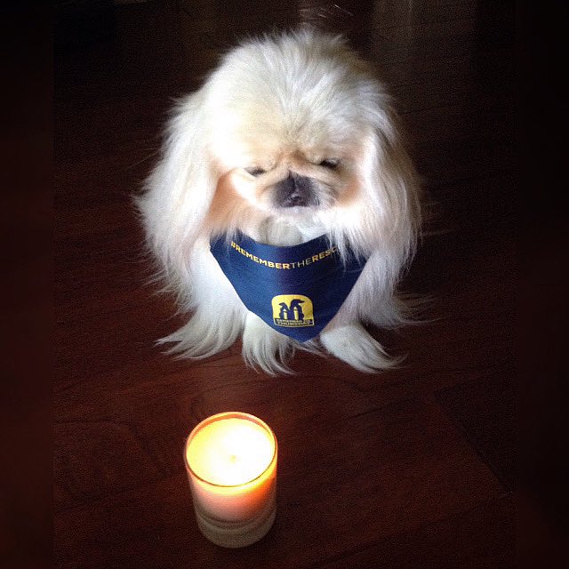 LilCaliGurl's tweet photo. Dis widdle light of mine will you shine one wif me? Spread de word,Today iz #remembermethursday https://t.co/l2WswliifF #remembertherescue #seethelight #lightforpets @HWAC https://t.co/yoKANR5ZgI