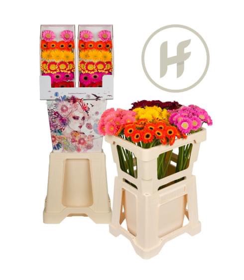 Our tiny Germicros are available in an attractive mix with 5 striking colours. Only 3-5 cm small, but these little ones real eyecatchers! Ask your supplier or order via our webshop. #germicro #tiny #gerbera