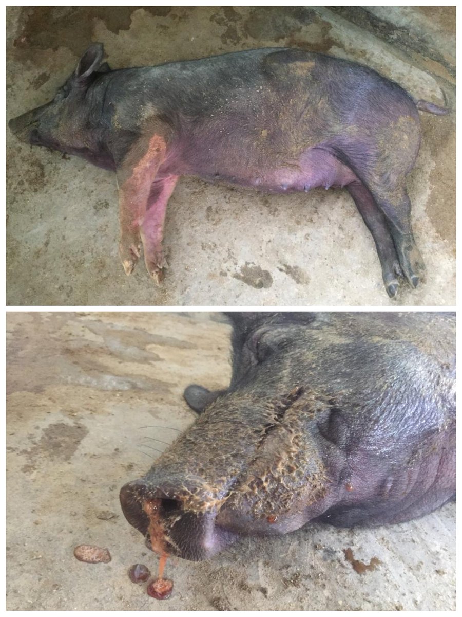 Since the lockdown it had been very tough running our farm since we could not sell our animals at an initial stage. Our farm had become over populated. The lockdown paralyzed not only us but all the large scale commercial pig farmers across Assam.