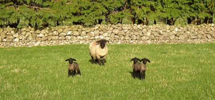 teagasc's tweet photo. Tim Keady, Teagasc highlights the importance of birth weight on lamb performance and on mortality. He analyses the relationship between birth weight and lamb mortality & he stresses the importance of having a good nutrition plan in place. https://t.co/XVmmhY4Dq6 #VirtualSheepWeek https://t.co/ewwi0dKsXQ