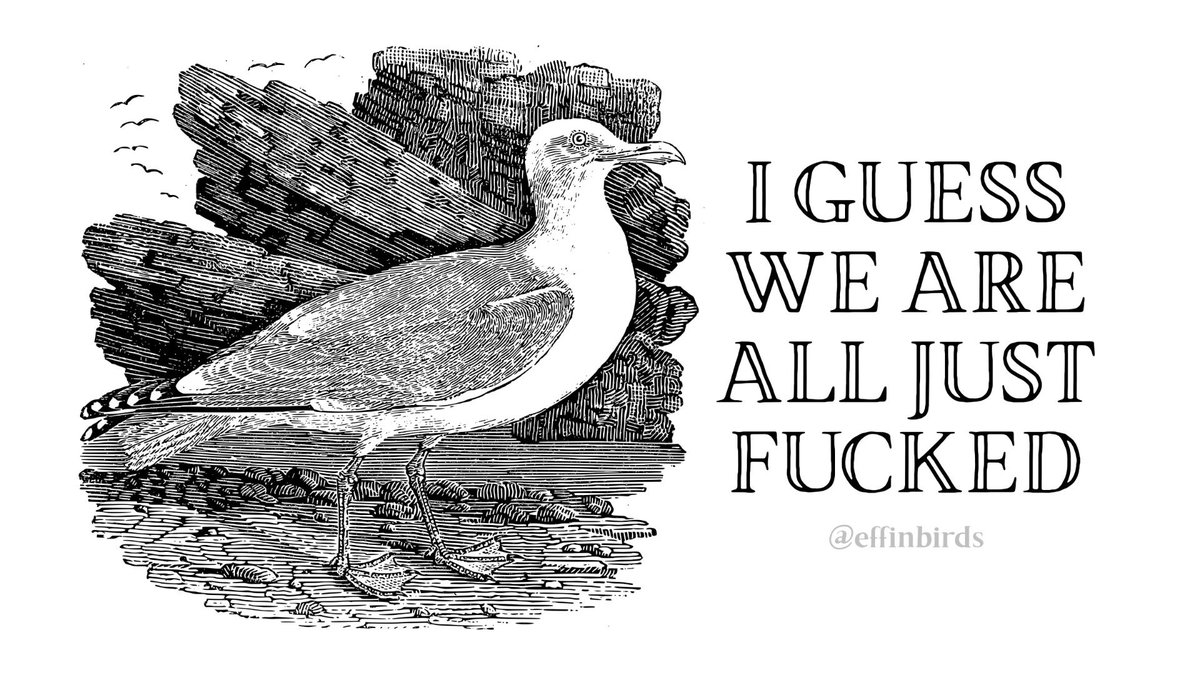 EffinBirds's tweet photo. https://t.co/DXF1P4ashm