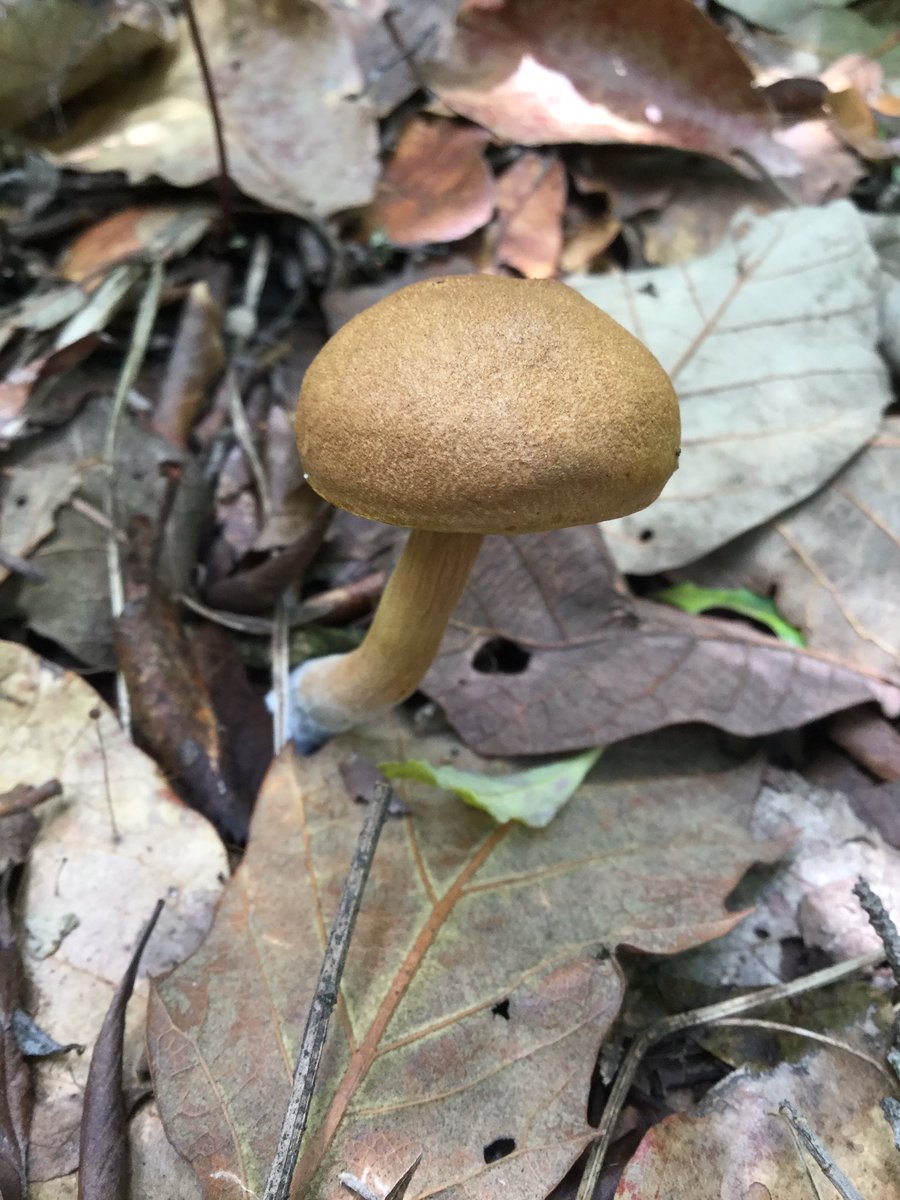 PlantLoverBoy's tweet image. #Gyroporus 

En la última foto podemos apreciar ambas partes de un hongo. El #micelio corresponde a la fase vegetativa y es lo que está en la base que asemeja una telaraña. El #carpóforo o cuerpo fructífero es todo lo que vemos.