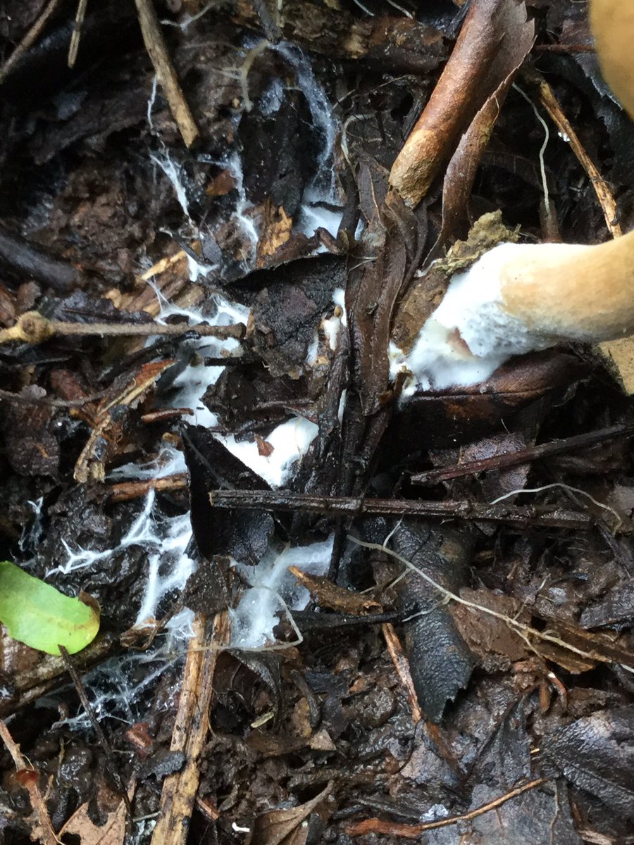 PlantLoverBoy's tweet image. #Gyroporus 

En la última foto podemos apreciar ambas partes de un hongo. El #micelio corresponde a la fase vegetativa y es lo que está en la base que asemeja una telaraña. El #carpóforo o cuerpo fructífero es todo lo que vemos.