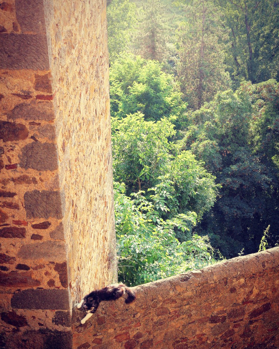 CarolineTabah's tweet photo. Day 182: #movementforlight
INVITATION:FOCUS ON THE LIGHT In this period of progressive deconfinement, each day, I will post a photo which warms up my ❤️ or makes me 🙂! Join me by posting yours.Tag: #movementforlight #TheFeerlessnessOfTheItalianCat😆 #intrepidity #Tuscany #cat https://t.co/zoJMIxXU1C