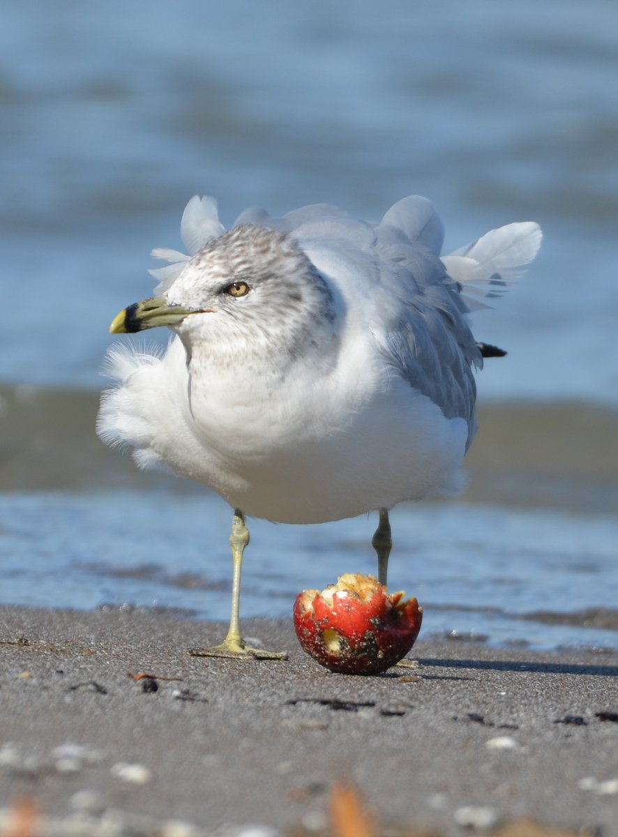 thegreenheron's tweet photo. They say an apple a day .....
Mine-mine-mine!
#gull #mineminemine #anappleaday #ringbilledgull #lakeerie #beach #fall #september #apple #beachchicken #naturelovers #birdwatching #natureonly #nature #birdphotography https://t.co/rV0mmRbkqA