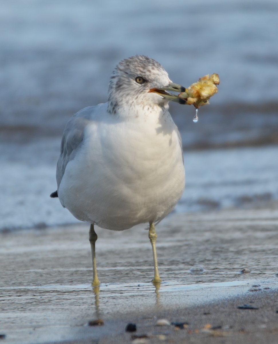 thegreenheron's tweet photo. They say an apple a day .....
Mine-mine-mine!
#gull #mineminemine #anappleaday #ringbilledgull #lakeerie #beach #fall #september #apple #beachchicken #naturelovers #birdwatching #natureonly #nature #birdphotography https://t.co/rV0mmRbkqA