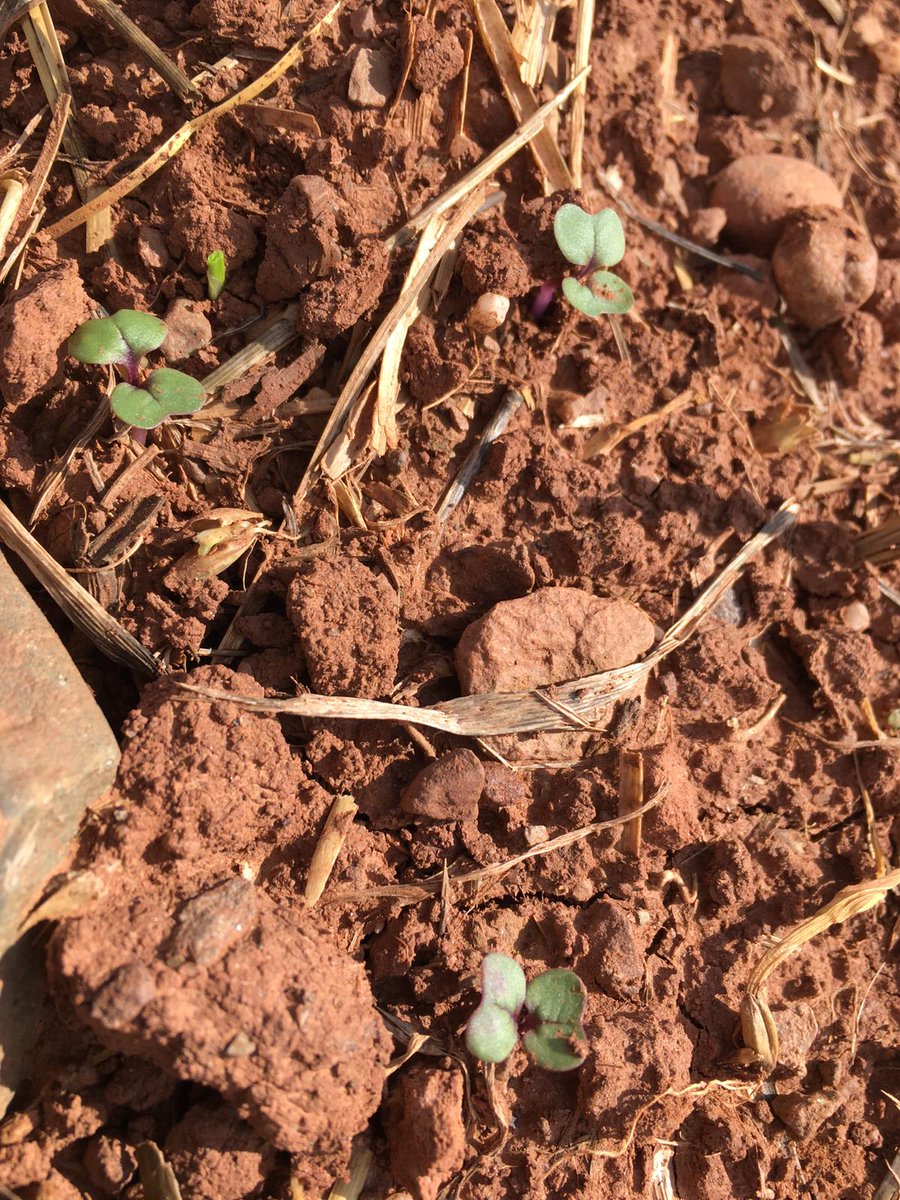 CooperativaGaru's tweet photo. Tras 7 días y 25-30 mm de lluvia y estas temperaturas suaves, comienzan a observarse los primeros cotiledones de la colza. Variedad : Arsenal @LGSeedsES #colza #cotiledones #germinacion #oleaginosas https://t.co/DGp1lopaco