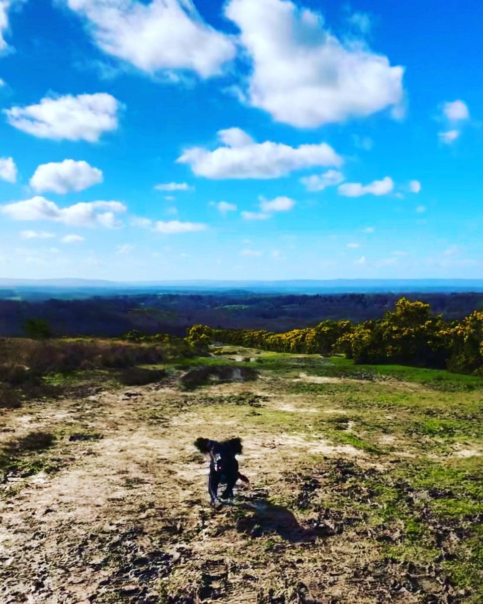 AlexandreBoyes_'s tweet photo. Celebrating the UK's 46 #AONB the AB Team has chosen 4 of their own photos for #landscapesforlifeweek including #AshdownForest #KentDowns @highweald @KHWCP
@NAAONB @AONBFamily
#NatureForLife #NaturePhotography #dogsoftwitter #getoutside #explore #kent #forestrow #sussex https://t.co/C5ZWZ70JIL