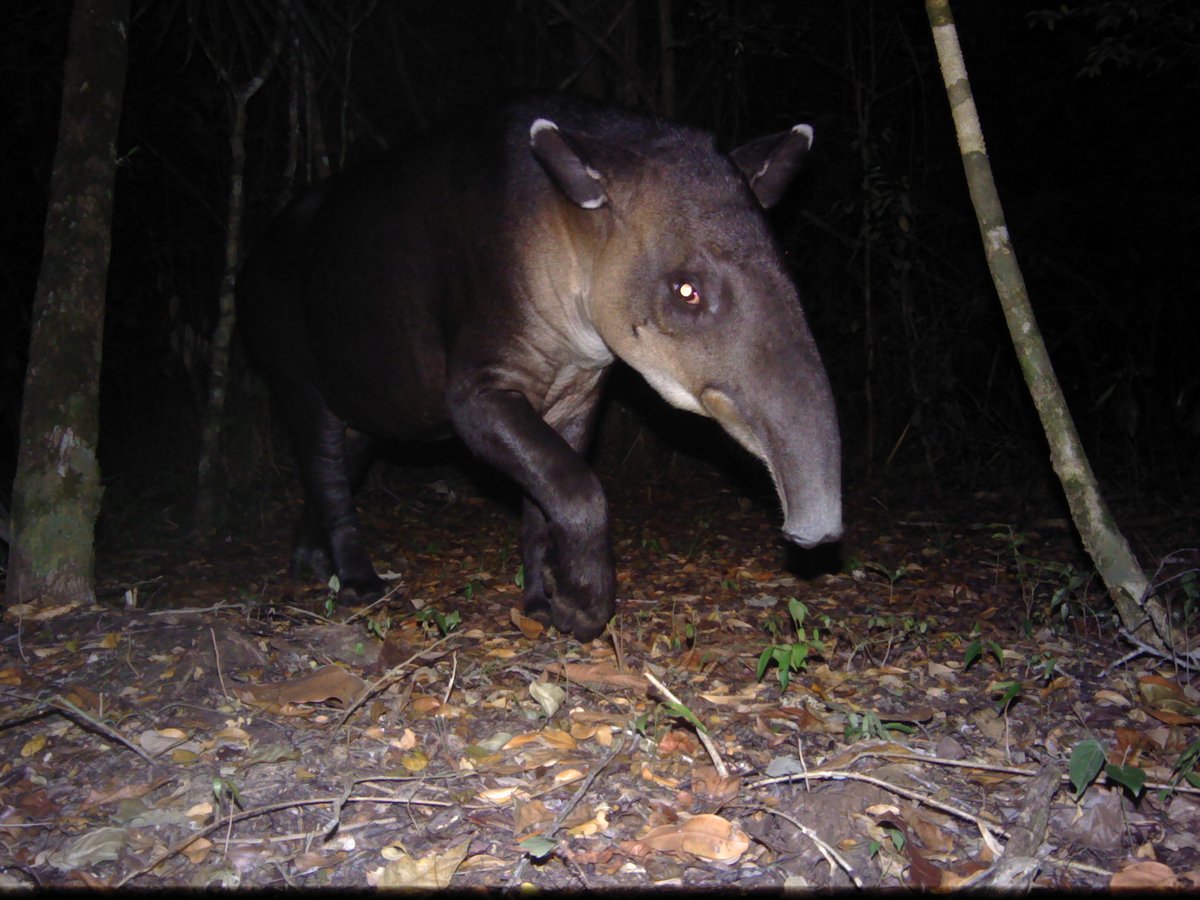 BATSUB working in conjunction with Panthera captured this picture of a Tapir on the BATSUB training estate, we are working closely together on environmental conservation in Belize.