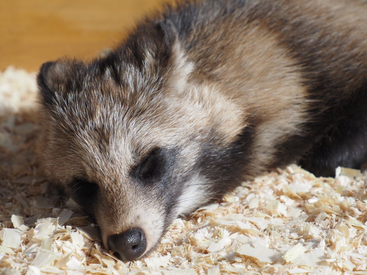 タヌキ寝入り カラー版】無邪気の楽園・PARADISE.24 タヌキ寝入りの楽園