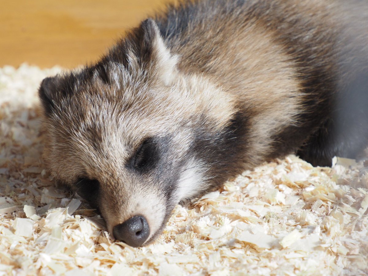 寝顔かわいい！！！ たまにこっちの様子をチェックされる(笑) #ノース
