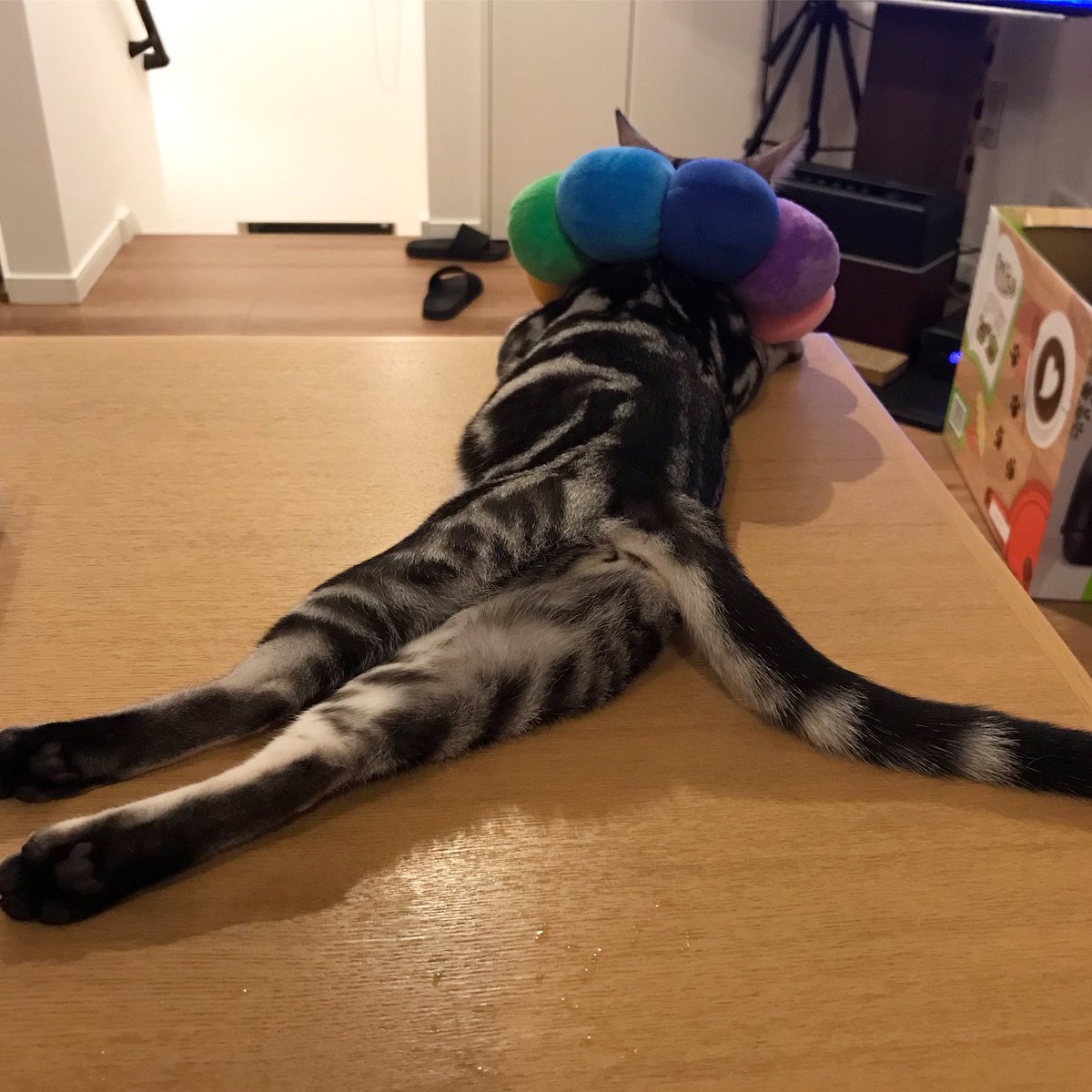 ポンデライオン Twitter Search