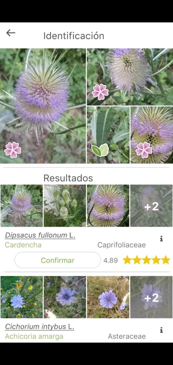 -- APPS -- PL@NTNETEsta app te dice el nombre de una planta que tienes delante de tus ojos con solamente hacerle una foto.