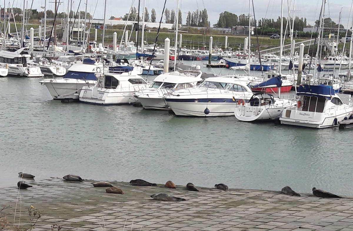 Dirk_Raes's tweet photo. 12 is een dozijn ... ook te Nieuwpoort zeer nabij de #IJzermonding https://t.co/K0OJ3RMSwf