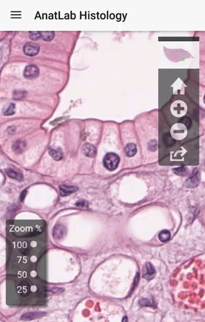  ANATLAB HISTOLOGYEsta app permite observar imágenes de cortes histológicos como si estuvieses delante del microscopio. Bueno, en realidad todos sabemos que no es lo mismo, pero no es mala alternativa en tiempos de pandemia 