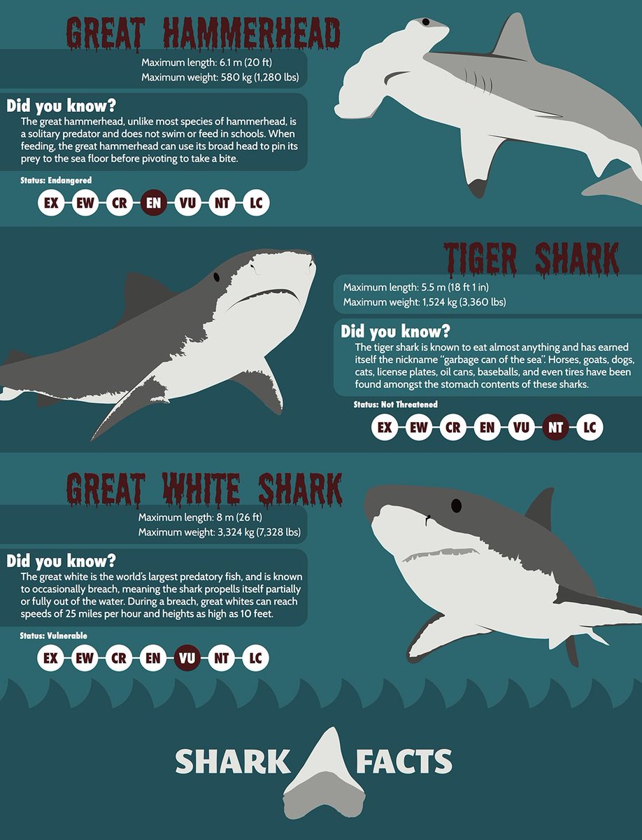 SharkIntellect's tweet photo. Some interesting facts about some of the seas greatest predators https://t.co/CXJEb4a1hH