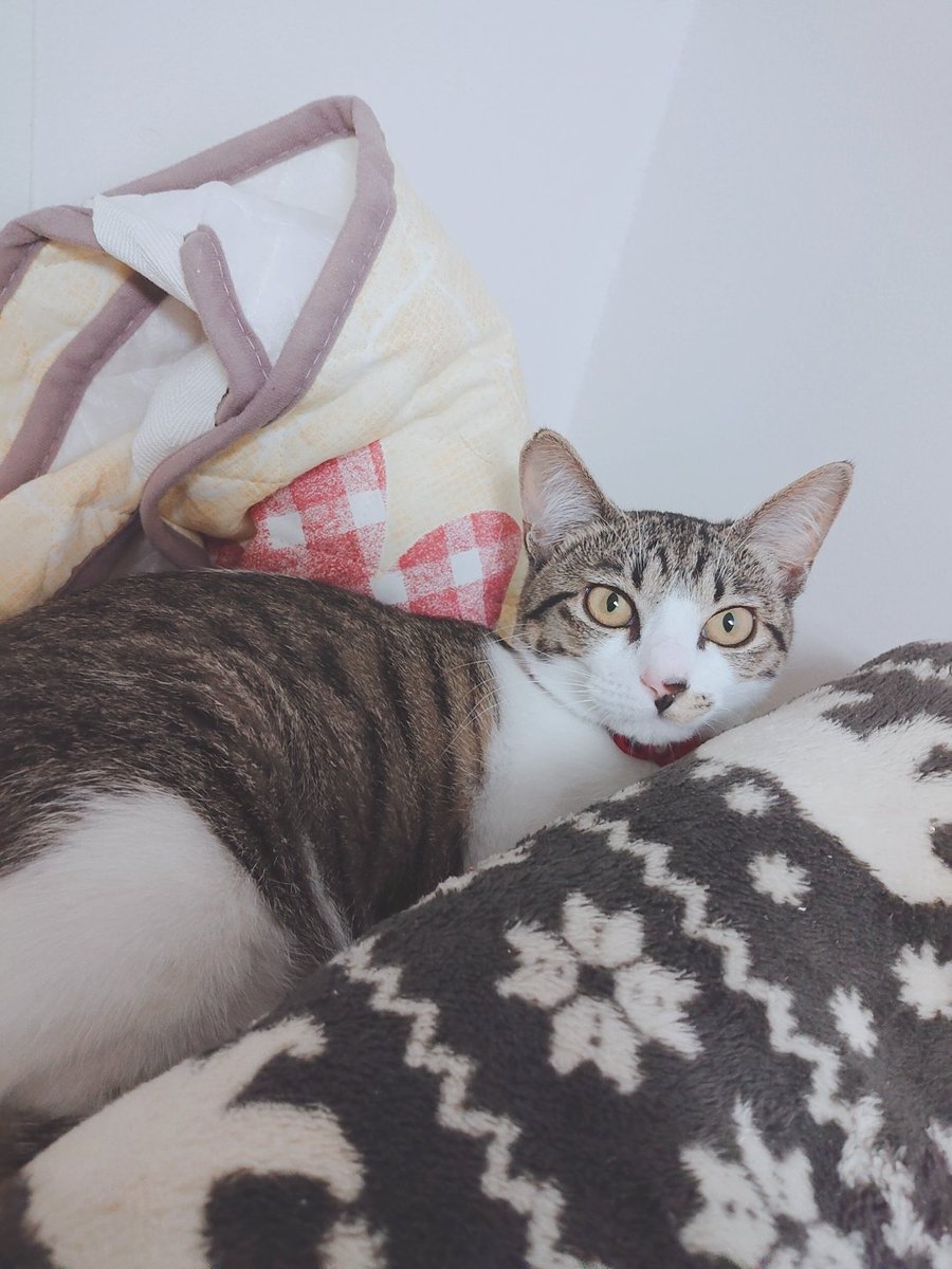 ネズミ捕りに掛かったネコ ネズミ捕りに掛かったネコ