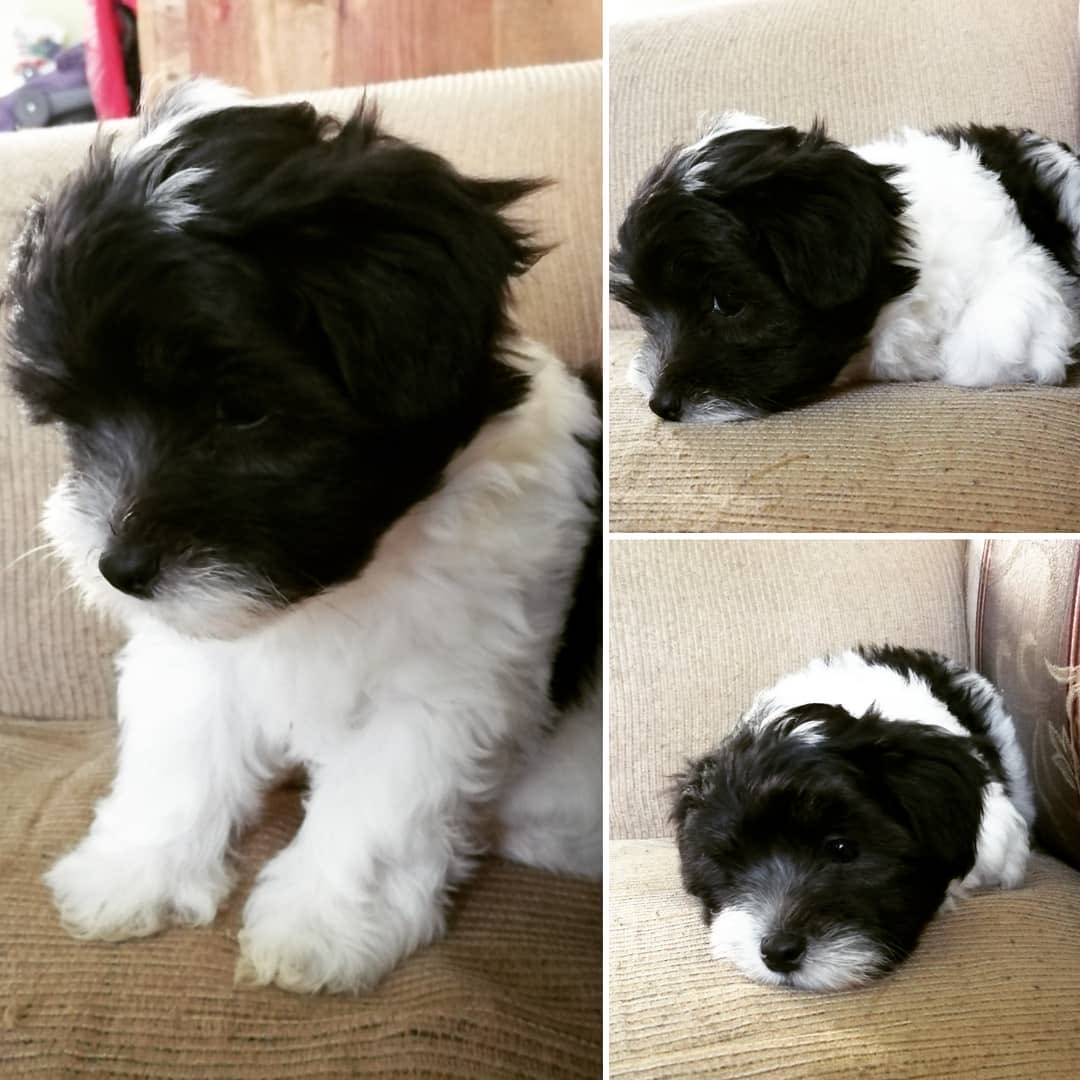 Crusgo's tweet photo. Me han dado un regalo, y estoy que no quepo de la emoción por traerlo conmigo.
#Mocte https://t.co/yxDBBoTiut