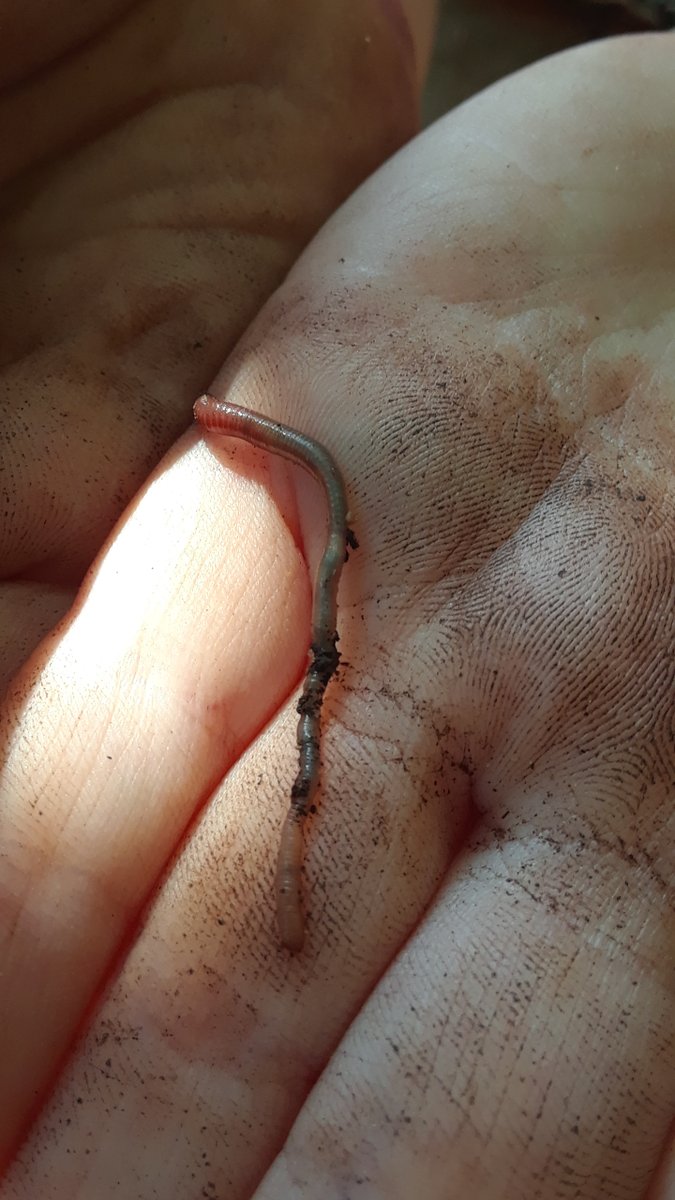 misstheresapre1's tweet photo. Today was Picture Day @LCSns and we were all a buzz about taking pictures after it was our turn. One child found a worm outside and come running to tell me "Even worms have picture day miss Theresa!"
#nspreprimary #preprimary #exploringourworld https://t.co/3RjNQb560U
