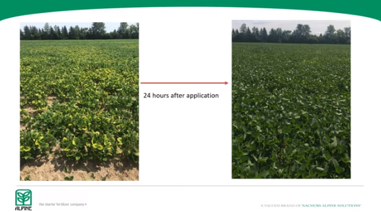 OntAg's tweet photo. Maximizing potassium nutrient efficiency.. We caught up with @KenBrett1, District Sales Manager at @alpinepfl, who presented 'Maximizing Nutrient Efficiency with K-Tech® Potassium Product' at the #ONYield20 Final Event. #OntAg #Harvest20 

Read &amp; Watch: https://t.co/XkaBOJWkdc https://t.co/jq2moLZ3Cc