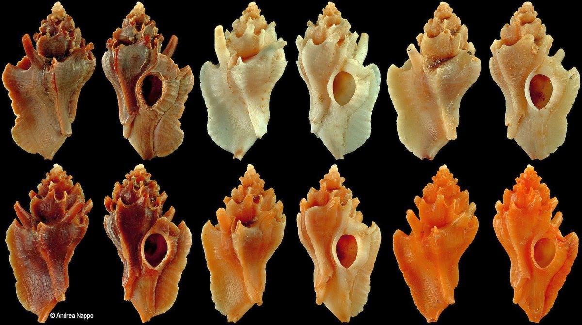 geocappiello's tweet photo. #24September #September24 #24Settembre #9月24日 2020
Typhinellus labiatus (De Cristofori & Jan, 1832)
Varieties of color
Mediterranean S., Spain, Senegal
via verderealta
#seashelles #conchiglie #conchas #coquilles #muricidae #gastropods #malacology #biodiversity #Mediterranean https://t.co/CESjC4iEve