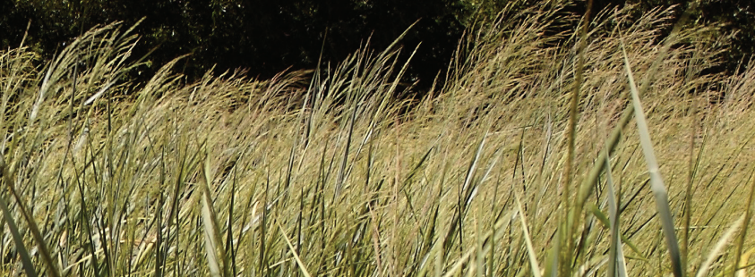 ZacFreedman's tweet photo. Come join our lab @UWMadisonCALS @DepartmentSoil! A @USDA_NIFA-funded PhD position is available to explore the sustainability of biobased product agroecosystems as part of a large multi-institutional project. Check out https://t.co/ZQHZIKn4Oy for more info. https://t.co/PSsVV6IXZu